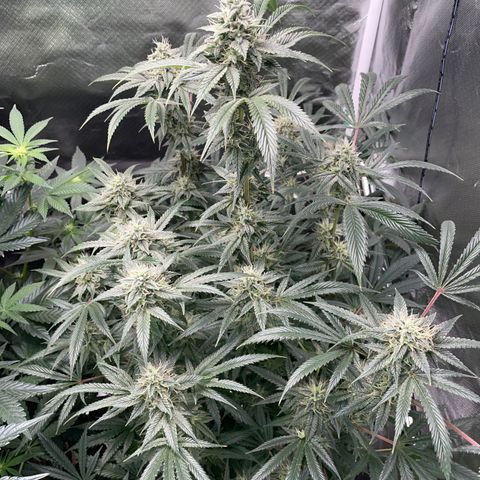 Special Kush 1 - GwJ Community Award Winning Celebration Grow Part 2 -The Price - by KilliczGe growlog timeline photo
