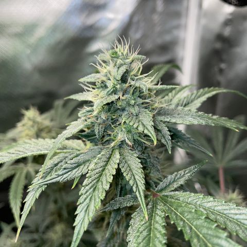 Special Kush 1 - GwJ Community Award Winning Celebration Grow Part 2 -The Price - by KilliczGe growlog timeline photo