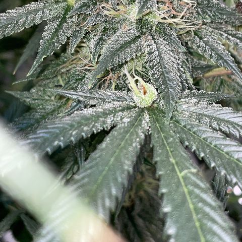 Special Kush 1 - GwJ Community Award Winning Celebration Grow Part 2 -The Price - by KilliczGe growlog timeline photo