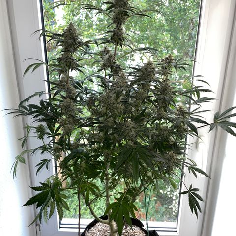 Special Kush 1 - GwJ Community Award Winning Celebration Grow Part 2 -The Price - by KilliczGe growlog timeline photo