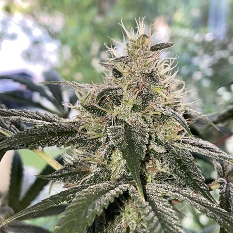 Special Kush 1 - GwJ Community Award Winning Celebration Grow Part 2 -The Price - by KilliczGe growlog timeline photo