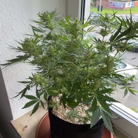 Sherbet Queen Auto by KilliczGe  growlog timeline photo