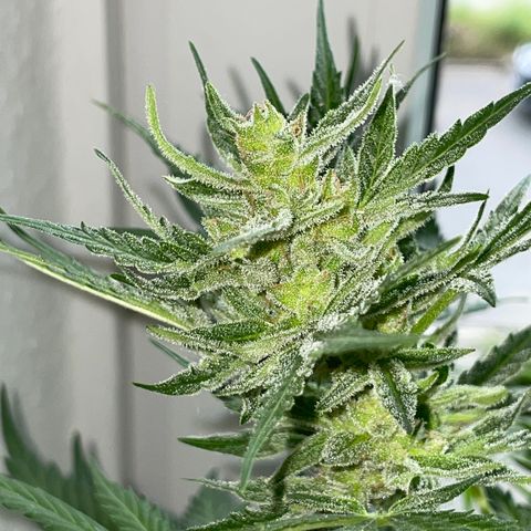 Sherbet Queen Auto by KilliczGe  growlog timeline photo