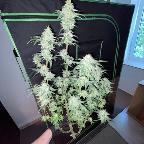 Special Kush 1 - GwJ Community Award Winning Celebration Grow Part 2 -The Price - by KilliczGe growlog timeline photo
