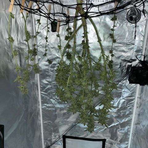 Special Kush 1 - GwJ Community Award Winning Celebration Grow Part 2 -The Price - by KilliczGe growlog timeline photo