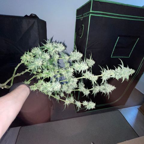 Special Kush 1 - GwJ Community Award Winning Celebration Grow Part 2 -The Price - by KilliczGe growlog timeline photo