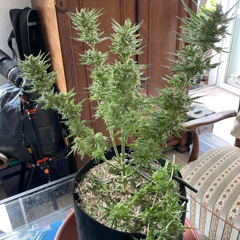 Sherbet Queen Auto by KilliczGe  growlog timeline photo