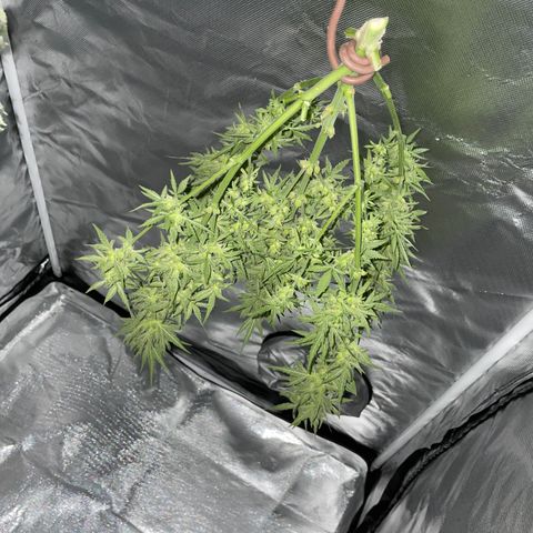 Sherbet Queen Auto by KilliczGe  growlog timeline photo