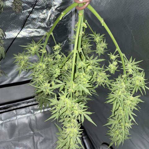 Sherbet Queen Auto by KilliczGe  growlog timeline photo