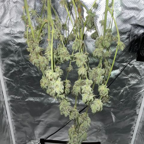 Special Kush 1 - GwJ Community Award Winning Celebration Grow Part 2 -The Price - by KilliczGe growlog timeline photo