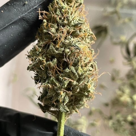 Special Kush 1 - GwJ Community Award Winning Celebration Grow Part 2 -The Price - by KilliczGe growlog timeline photo