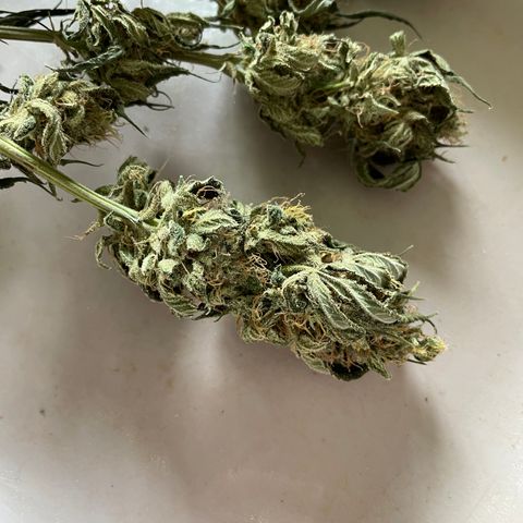 Special Kush 1 - GwJ Community Award Winning Celebration Grow Part 2 -The Price - by KilliczGe growlog timeline photo