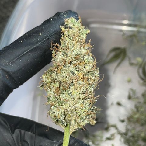 Special Kush 1 - GwJ Community Award Winning Celebration Grow Part 2 -The Price - by KilliczGe growlog timeline photo