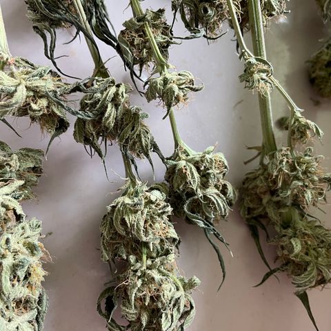 Special Kush 1 - GwJ Community Award Winning Celebration Grow Part 2 -The Price - by KilliczGe growlog timeline photo