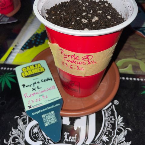Purple Cookies XL Auto - by KilliczGe  growlog timeline photo