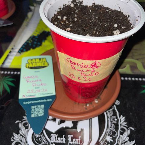 Ganja Runtz Auto - by KilliczGe  growlog timeline photo
