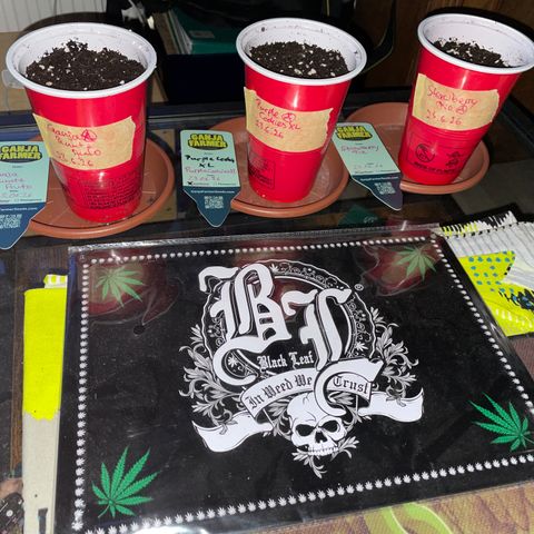 Ganja Runtz Auto - by KilliczGe  growlog timeline photo