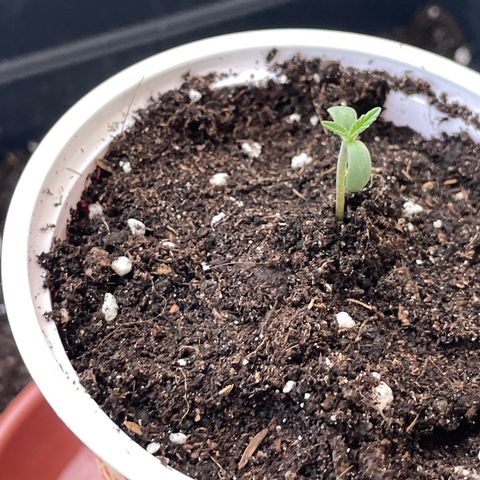 Ganja Runtz Auto - by KilliczGe  growlog timeline photo