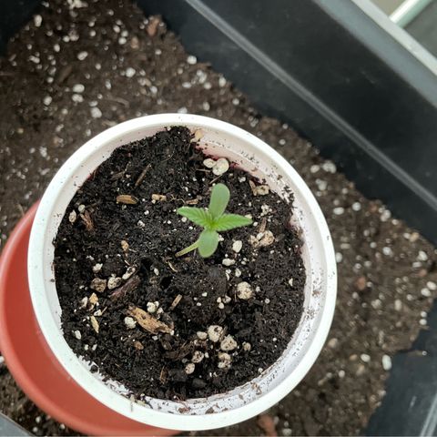 Ganja Runtz Auto - by KilliczGe  growlog timeline photo