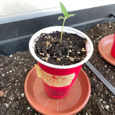 Ganja Runtz Auto - by KilliczGe  growlog timeline photo