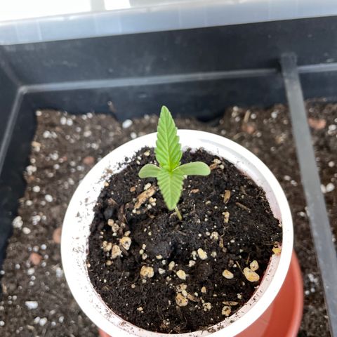 Ganja Runtz Auto - by KilliczGe  growlog timeline photo