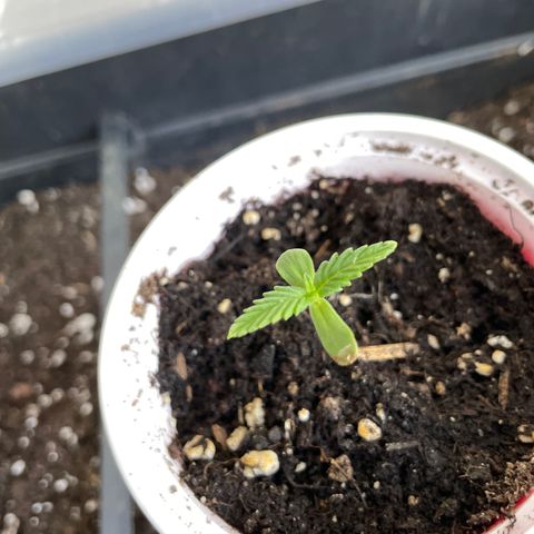 Purple Cookies XL Auto - by KilliczGe  growlog timeline photo