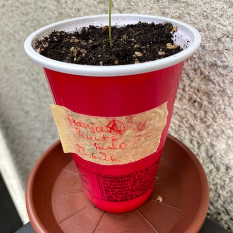 Ganja Runtz Auto - by KilliczGe  growlog timeline photo