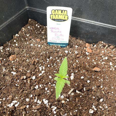 Ganja Runtz Auto - by KilliczGe  growlog timeline photo