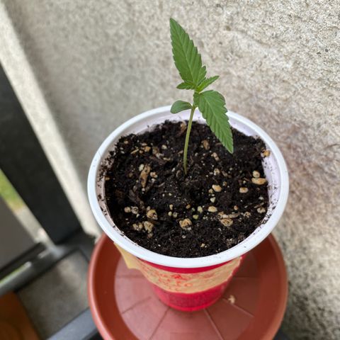 Ganja Runtz Auto - by KilliczGe  growlog timeline photo