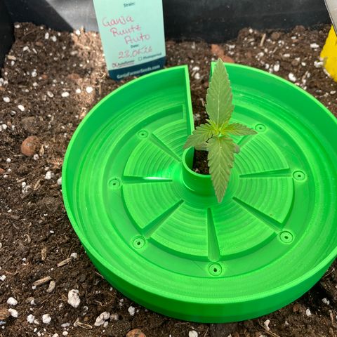 Ganja Runtz Auto - by KilliczGe  growlog timeline photo