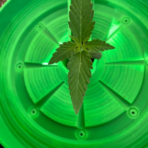 Ganja Runtz Auto - by KilliczGe  growlog timeline photo