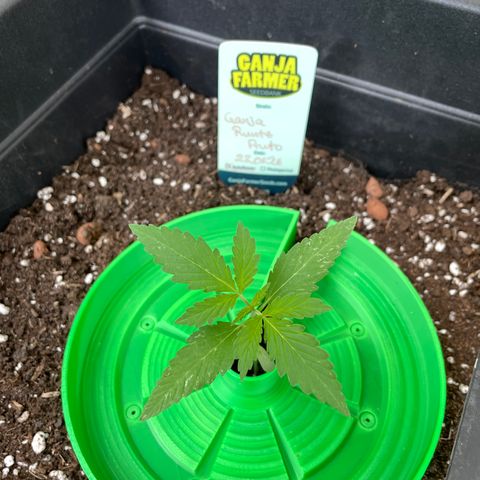 Ganja Runtz Auto - by KilliczGe  growlog timeline photo