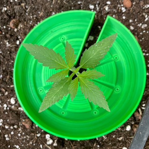 Ganja Runtz Auto - by KilliczGe  growlog timeline photo