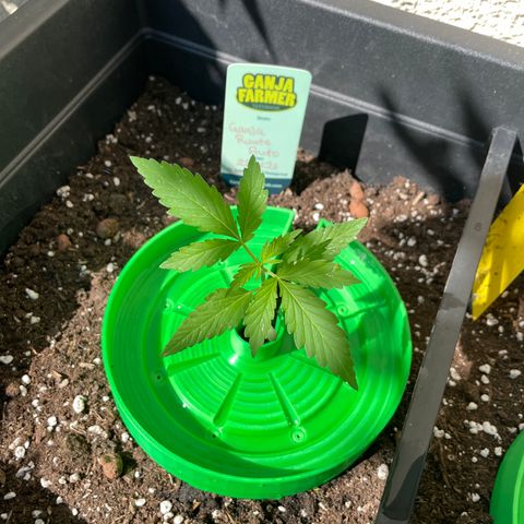 Ganja Runtz Auto - by KilliczGe  growlog timeline photo