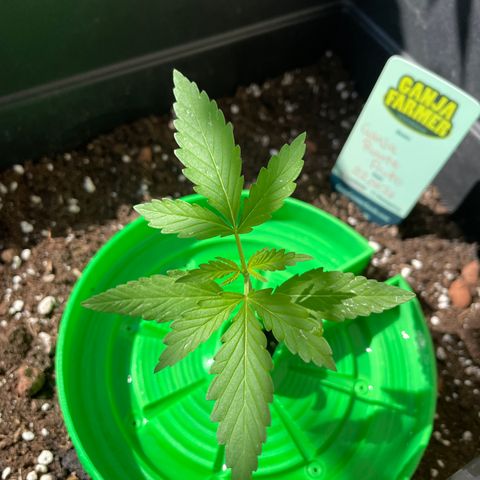 Ganja Runtz Auto - by KilliczGe  growlog timeline photo
