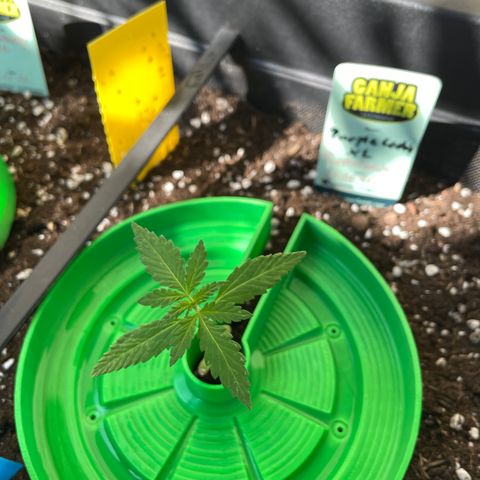 Purple Cookies XL Auto - by KilliczGe  growlog timeline photo