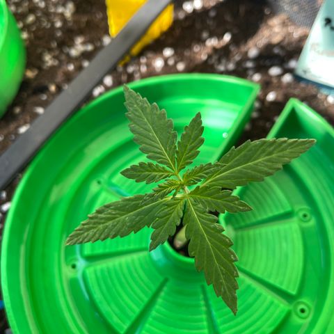 Purple Cookies XL Auto - by KilliczGe  growlog timeline photo