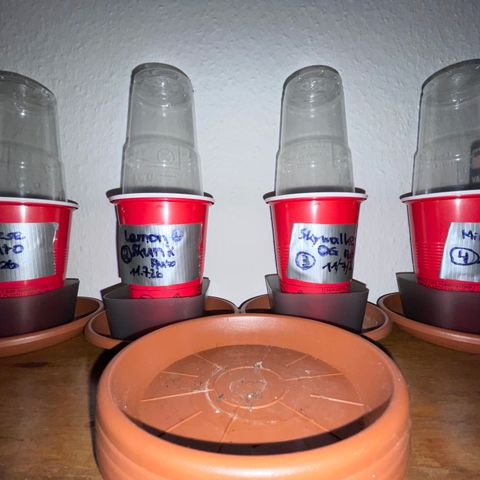 Mimosa Auto - Solo Cup Test 4 - by Killicz growlog timeline photo