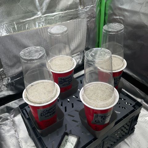 Mimosa Auto - Solo Cup Test 4 - by Killicz growlog timeline photo