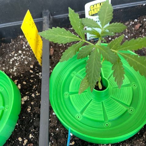 Purple Cookies XL Auto - by KilliczGe  growlog timeline photo