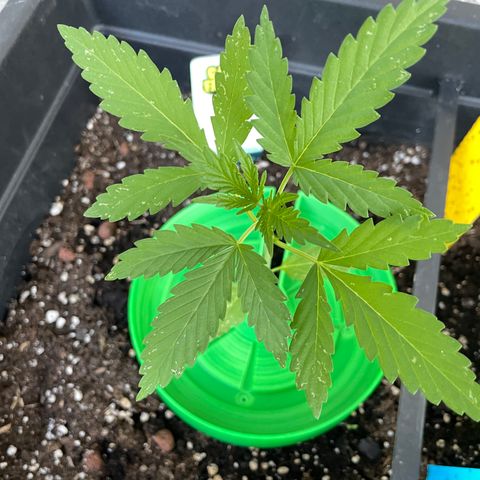 Ganja Runtz Auto - by KilliczGe  growlog timeline photo