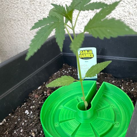 Ganja Runtz Auto - by KilliczGe  growlog timeline photo