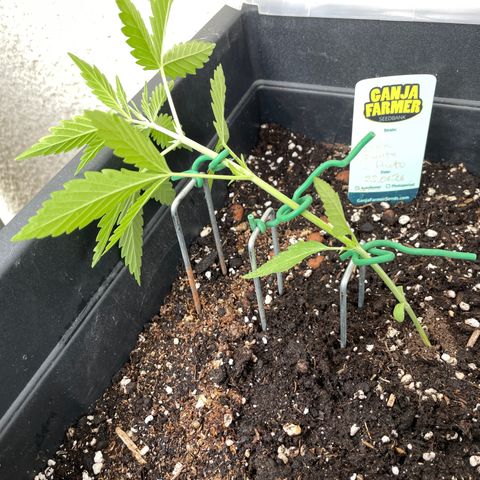 Ganja Runtz Auto - by KilliczGe  growlog timeline photo