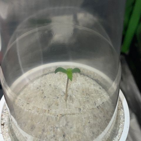 Mimosa Auto - Solo Cup Test 4 - by Killicz growlog timeline photo