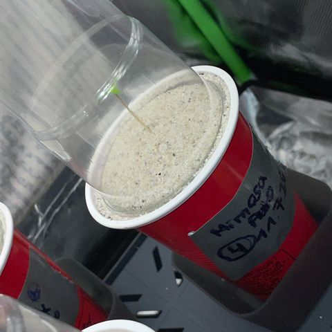 Mimosa Auto - Solo Cup Test 4 - by Killicz growlog timeline photo