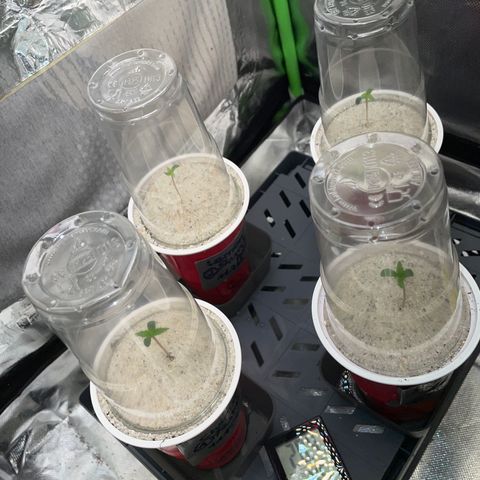 Mimosa Auto - Solo Cup Test 4 - by Killicz growlog timeline photo