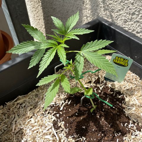 Ganja Runtz Auto - by KilliczGe  growlog timeline photo
