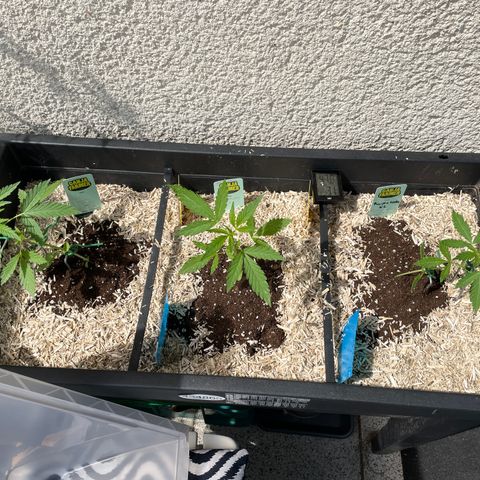 Ganja Runtz Auto - by KilliczGe  growlog timeline photo
