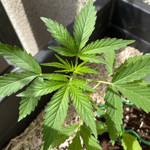 Ganja Runtz Auto - by KilliczGe  growlog timeline photo