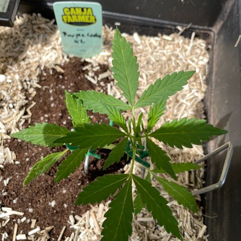 Purple Cookies XL Auto - by KilliczGe  growlog timeline photo